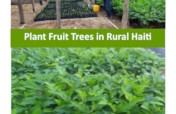 Provide fruit trees to 300 rural farmers in Haiti