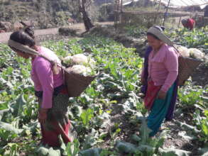 Beneficiaries Growing Vegetables and selling