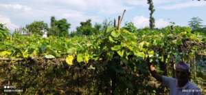 Beneficiaries Growing Vegetables