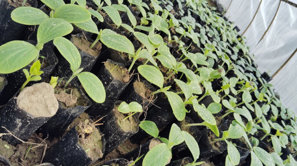 Beneficiaries Growing Vegetables