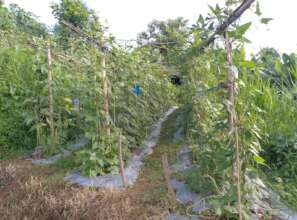 Cowpea growing for income
