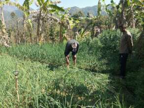 Cultivation of vegetable by farmers