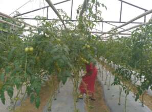 Green vegetables produced by affected people