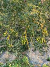 Growing off season tomato