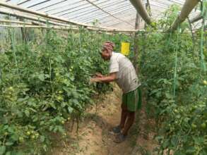 Growing off season vegetable by rural farmer