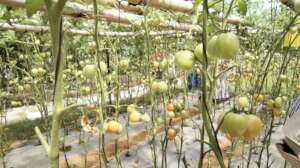 Growing tomato in tunnel