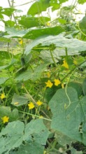 Growing vegetebles for income generation