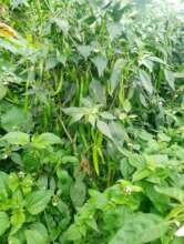 Harvesting chillies  for income