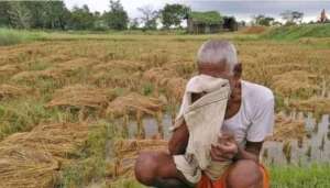 Losses of harvested paddy