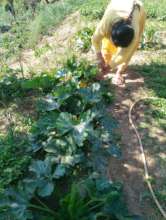 Manuring for off season vegetable