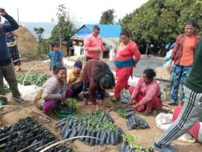 Nursery raising by the women farmer