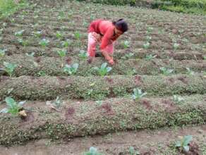 Planting vegetables for income by women