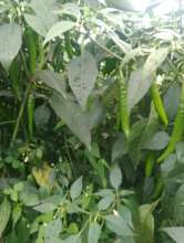 Producing vegetables