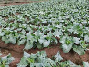 Producing vegetables for income by women
