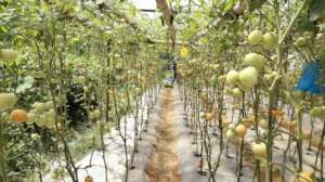 Tomato produced by local women