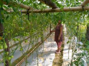 Tomato producing by women