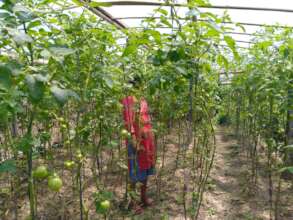 Tomato production by farmers