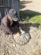 Farmer preparing domestic pesticides