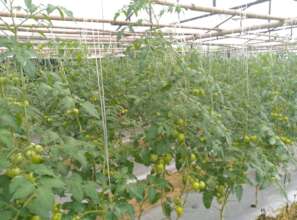 Best practice of tomato production for income