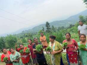 Green vegetable for house consumption
