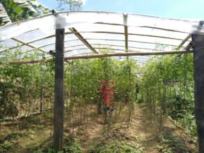 Off season tomato for income