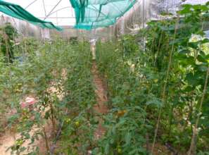 Tomato growing for income generation