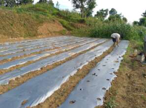 Off season vegetable promotion for income