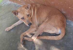 SAVE STREET DOGS AND ANIMALS ON OUR EARTH