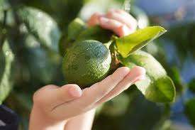New fruit