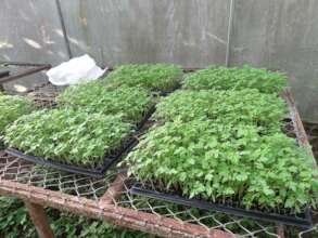 Seedling ready for planting