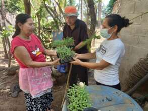 Providing seedlings