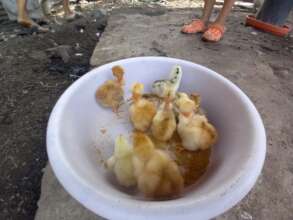 New chicks