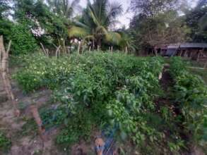 Vegetable gardens