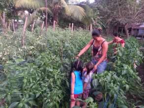 Colecting vegetables from gardens