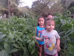 Vegetable gardens