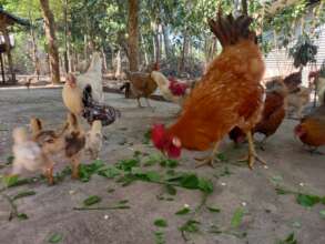 Chicken Feeding