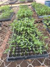Seedlings