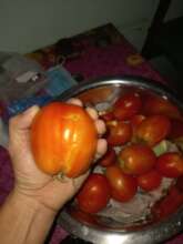 Tomatoes