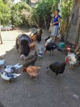 turkey