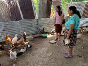 monitoring chicken coops