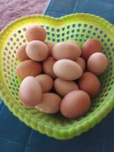 Chicken eggs