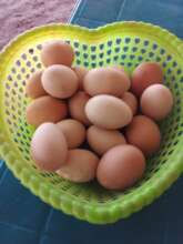 Chicken eggs