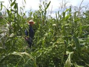Corn Field