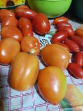 Tomatoes