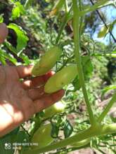 Tomatoes growing