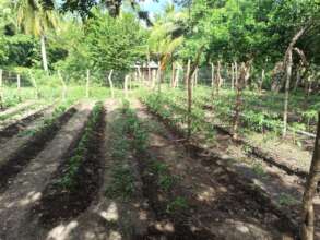 New garden established