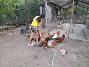 Chicken farms