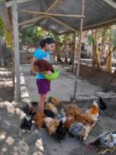Managing chicken farms
