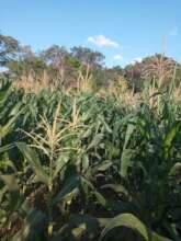 Corn Field