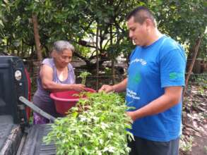 Providing new seedlings